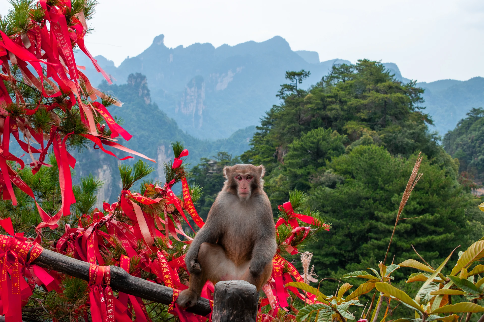 A monkey sitting on a railing beside red ribbons with mountains in the background