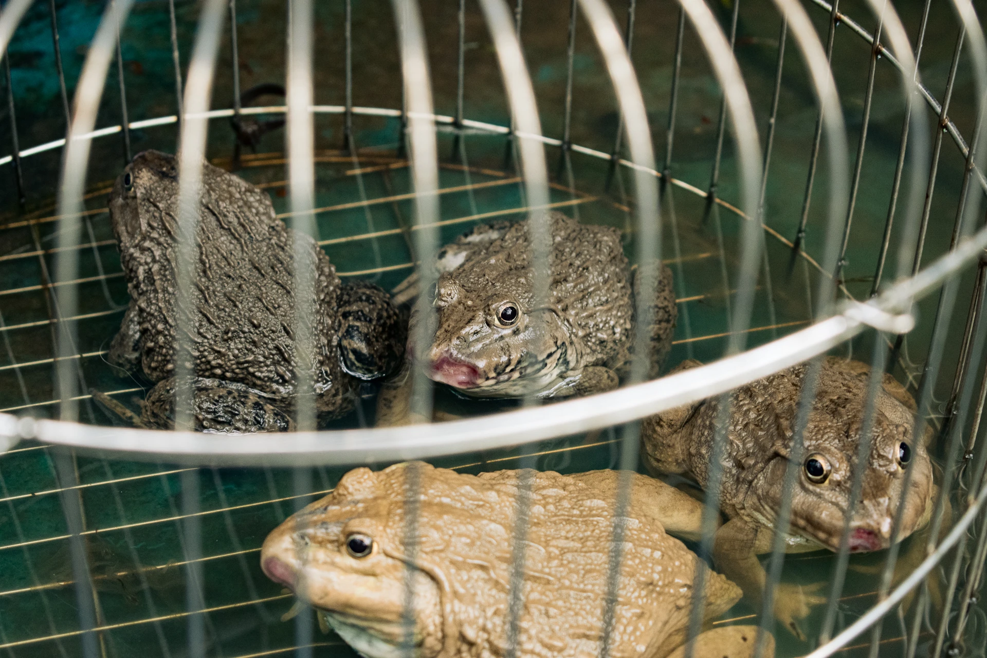 Brown and golden frogs sitting together behind the curved wires of a cage